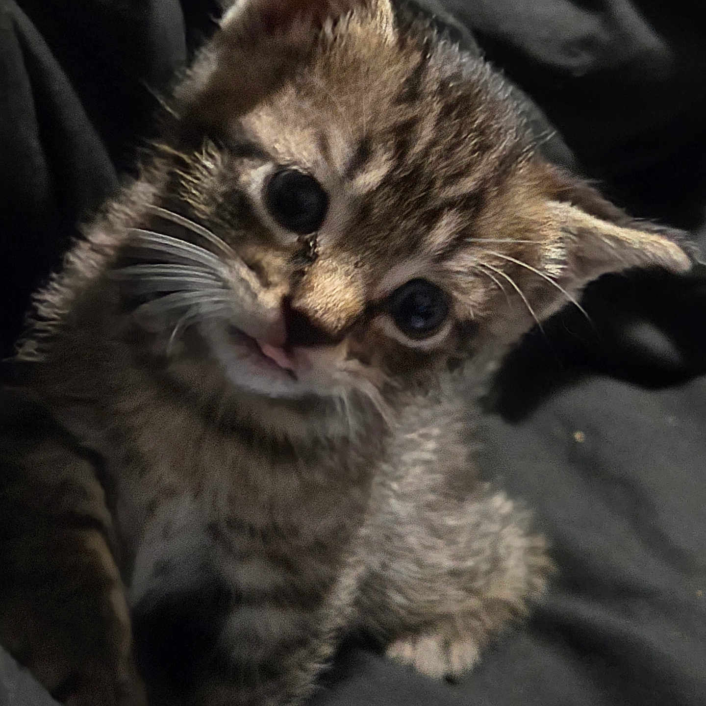 Tiger is registered to the contest to win money with this photo: animal, cat, close_up, curious, cute, domestic, ears, eyes, feline, fur, indoor, kitten, pet, portrait, small, soft, tabby, tongue, whiskers, young