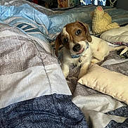 Axel joined the competition — help win amazing prizes! puppy, dog, bed, blanket, pillow, plush_toy, indoor, pet, collar, curious, cute, animal, fur, small_dog, domestic_animal, resting, home, comfort, young_dog, tilted_head