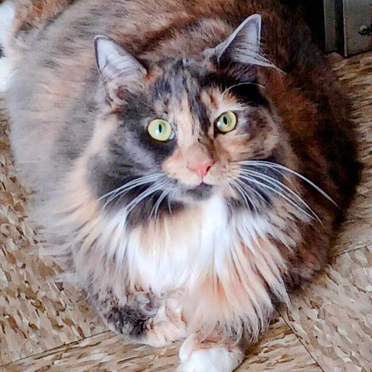 Peanut