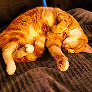 Minnie a rejoint le concours — aidez-le/la à gagner de superbes lots ! cat, orange_tabby, sleeping, curled_up, paw, fur, pet, cozy, blanket, indoor, resting, cute, feline, animal, domestic, whiskers, relaxed, soft, warm, comfort