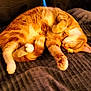 cat, orange_tabby, sleeping, curled_up, paw, fur, pet, cozy, blanket, indoor, resting, cute, feline, animal, domestic, whiskers, relaxed, soft, warm, comfort