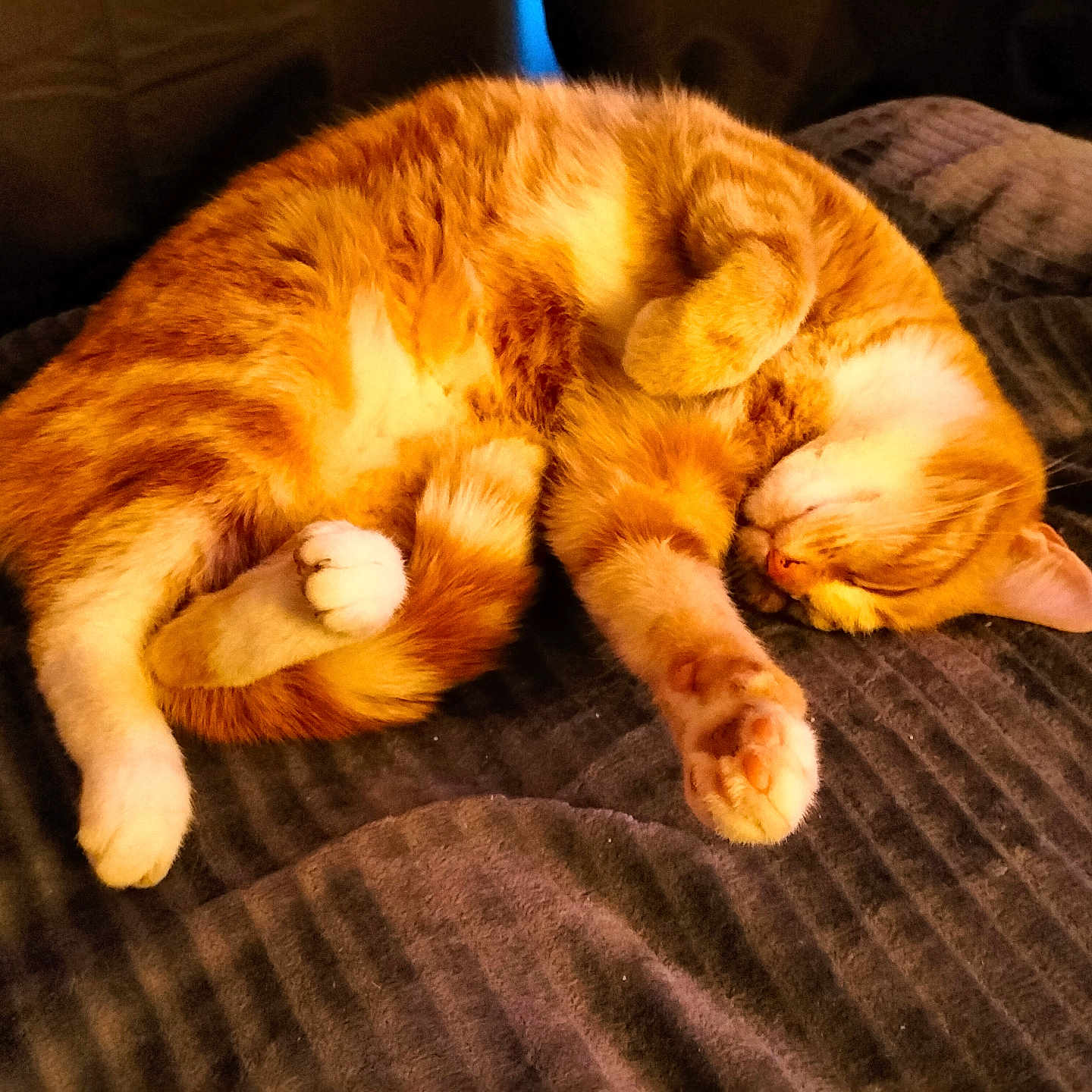 Minnie a rejoint le concours — aidez-le/la à gagner de superbes lots ! animal, blanket, cat, comfort, cozy, curled_up, cute, domestic, feline, fur, indoor, orange_tabby, paw, pet, relaxed, resting, sleeping, soft, warm, whiskers