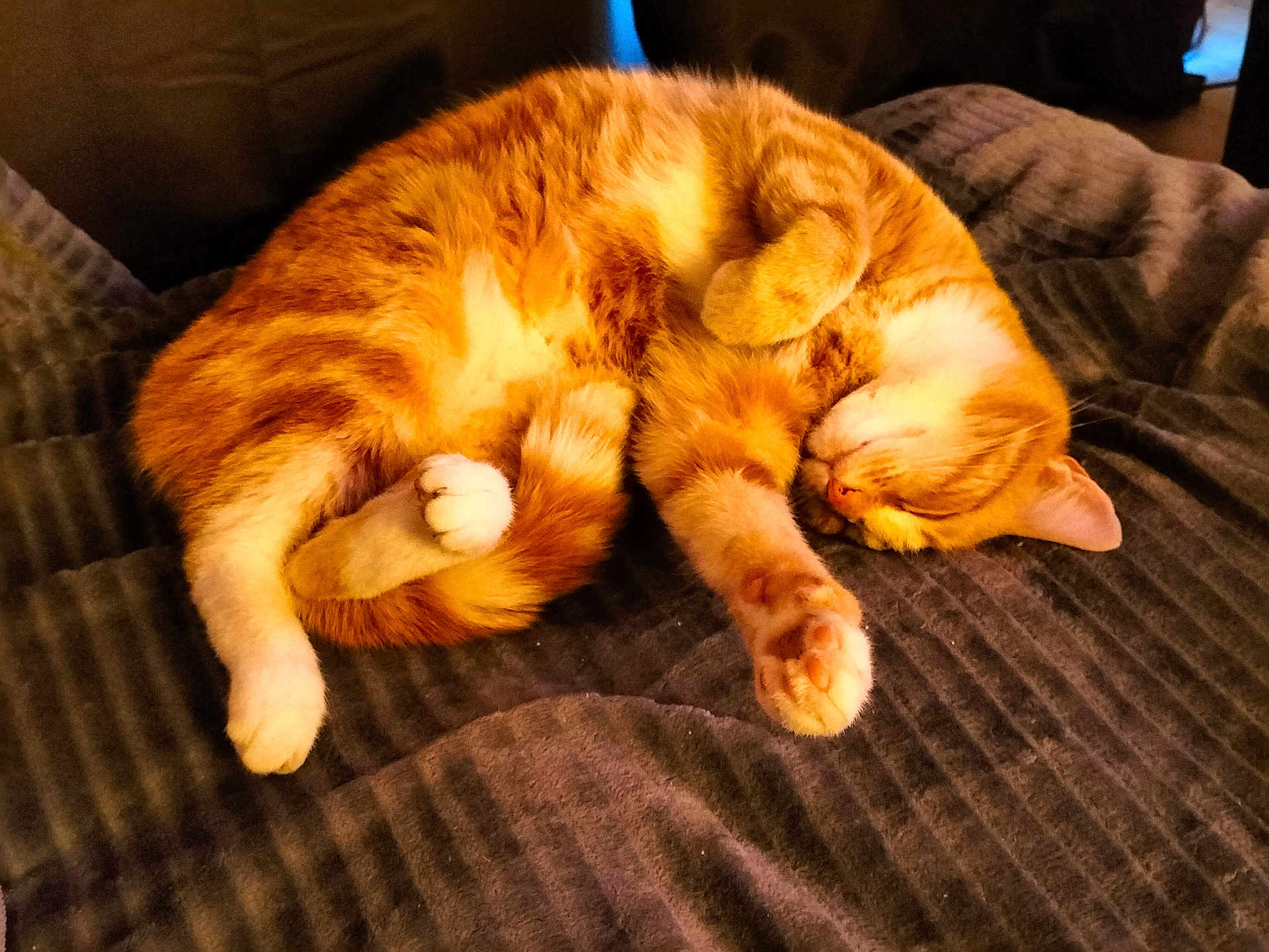 Minnie a rejoint le concours — aidez-le/la à gagner de superbes lots ! cat, orange_tabby, sleeping, curled_up, paw, fur, pet, cozy, blanket, indoor, resting, cute, feline, animal, domestic, whiskers, relaxed, soft, warm, comfort