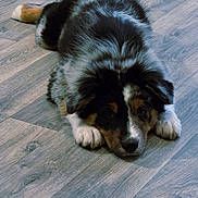 Azad a rejoint le concours — aidez-le/la à gagner de superbes lots ! adorable, animal, canine, companion, cute, dog, domestic_animal, ears, floor, fluffy, fur, indoor, lying_down, paws, pet, puppy, resting, tricolor, wooden_floor, young_dog