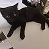 black_cat, kitten, table, papers, cigarette_pack, indoor, blur, furniture, pet, animal, resting, white_surface, office_supplies, keys, blurred_motion, domestic_cat, curious, small_animal, young_cat, feline