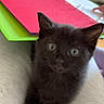 black_kitten, cat, kitten, pet, animal, cute, indoor, lap, feline, curious, young, fur, whiskers, close_up, domestic_animal, colorful_folders, background, cozy, small, eyes