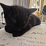 cat, black_cat, sleeping, blurred, paper, desk, indoor, lamp, coat, wall_clock, curtain, chair, room, furniture, writing, blur, resting, animal, pet, paperclip