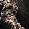 animal, cat, comfort, cozy, cute, feline, floor, fur, home, indoor, patterned_rug, paws, peaceful, pet, relaxed, resting, sleeping, sunlight, tabby, whiskers