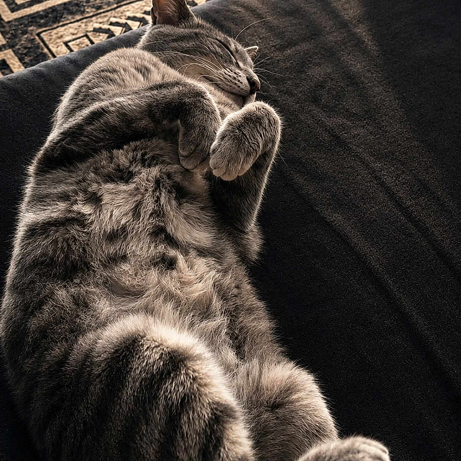 Ninja participe au concours pour gagner de l'argent avec cette photo : animal, cat, comfort, cozy, cute, feline, floor, fur, home, indoor, patterned_rug, paws, peaceful, pet, relaxed, resting, sleeping, sunlight, tabby, whiskers