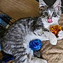 Gio joined the competition — help win amazing prizes! cat, kitten, pet, gray_tabby, fur, green_eyes, tongue_out, whiskers, paw, pom_pom, toy, blanket, couch, indoor, playful, relaxed, closeup, mischievous, striped, feline