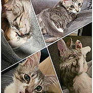 Gio is registered to the contest to win money with this photo: cat, kitten, collage, sleeping, tongue_out, paw, gray_tabby, fur, whiskers, green_eyes, blanket, sofa, cozy, nap, cute, close_up, pet, indoor, portrait, playful