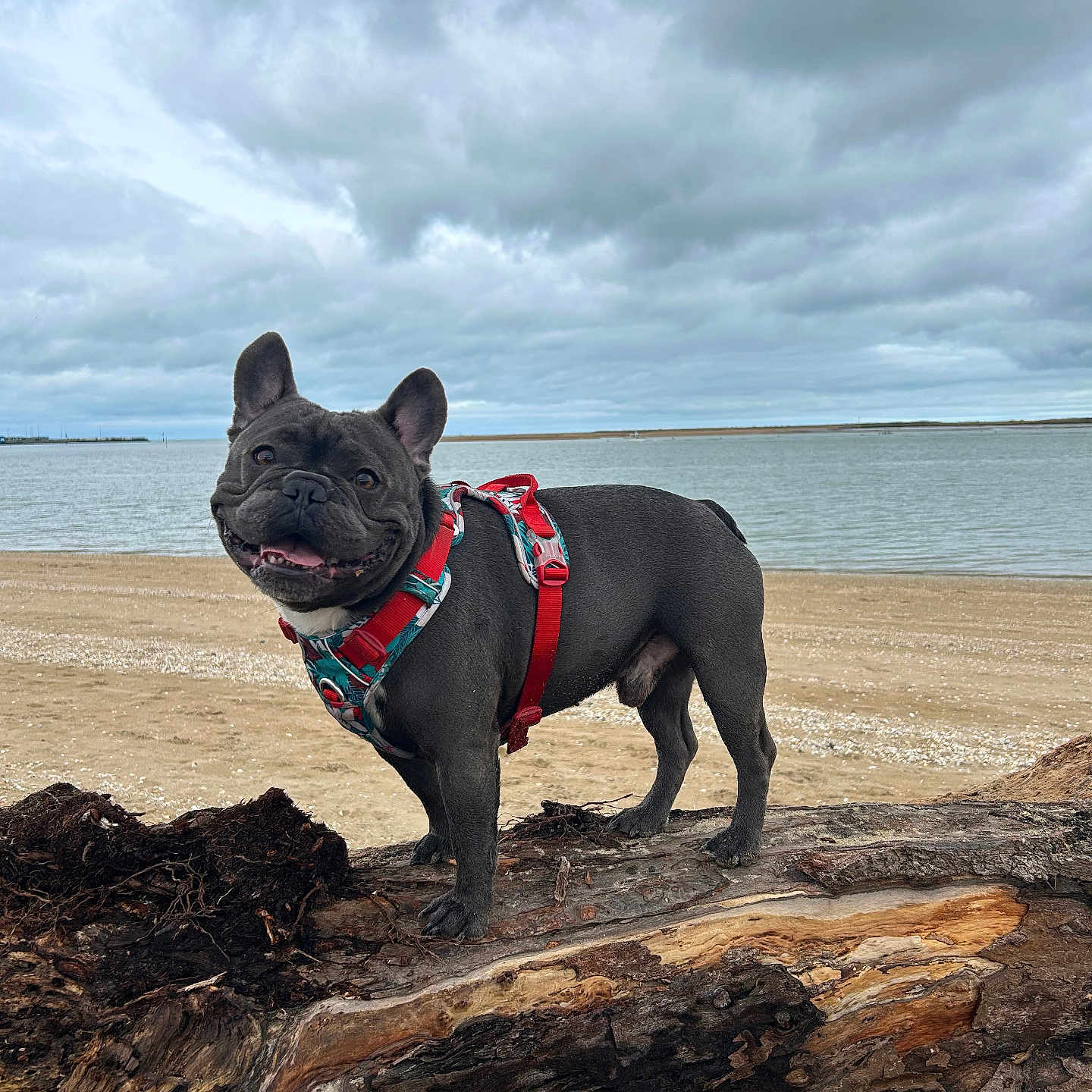 Sasuke participe au concours pour gagner de l'argent avec cette photo : animal, beach, canine, cloudy_sky, daytime, dog, driftwood, french_bulldog, happy, harness, landscape, mammal, nature, outdoor, pet, playful, sand, smiling, standing, water