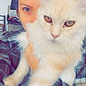 Tae participe au concours pour gagner de l'argent avec cette photo : blanket, buttons, cat, chair, close_up, cozy, domestic, furniture, golden_eyes, holding, indoor, longhair_cat, mirror, person, pet, plaid, portrait, selfie, white_cat, window