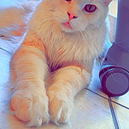 Tae a rejoint le concours — aidez-le/la à gagner de superbes lots ! cat, white_cat, fluffy, pet, portrait, close_up, paws, front_paws, whiskers, pink_nose, long_hair, indoor, tile_floor, floor_tile, window, fan, wheel, relaxing, looking_at_camera, soft_light