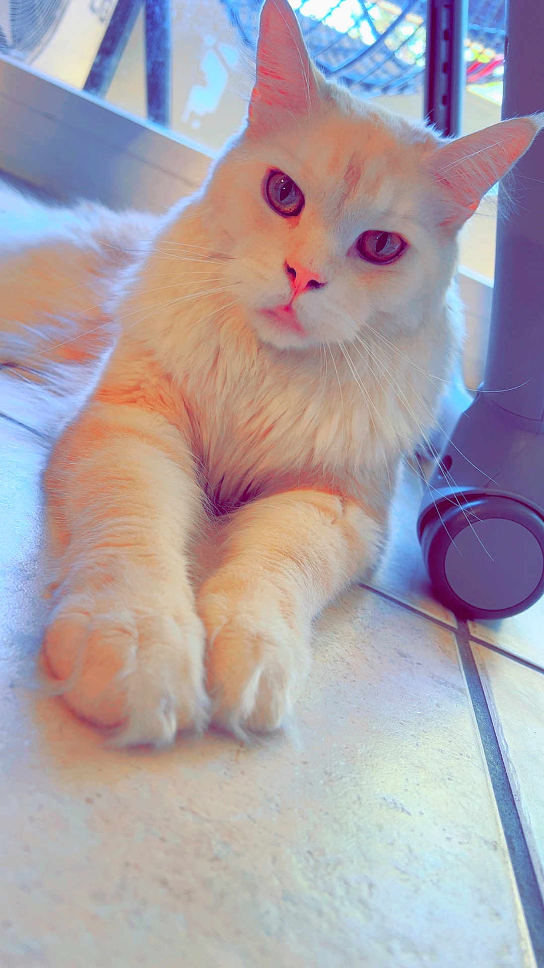 Tae a rejoint le concours — aidez-le/la à gagner de superbes lots ! cat, white_cat, fluffy, pet, portrait, close_up, paws, front_paws, whiskers, pink_nose, long_hair, indoor, tile_floor, floor_tile, window, fan, wheel, relaxing, looking_at_camera, soft_light