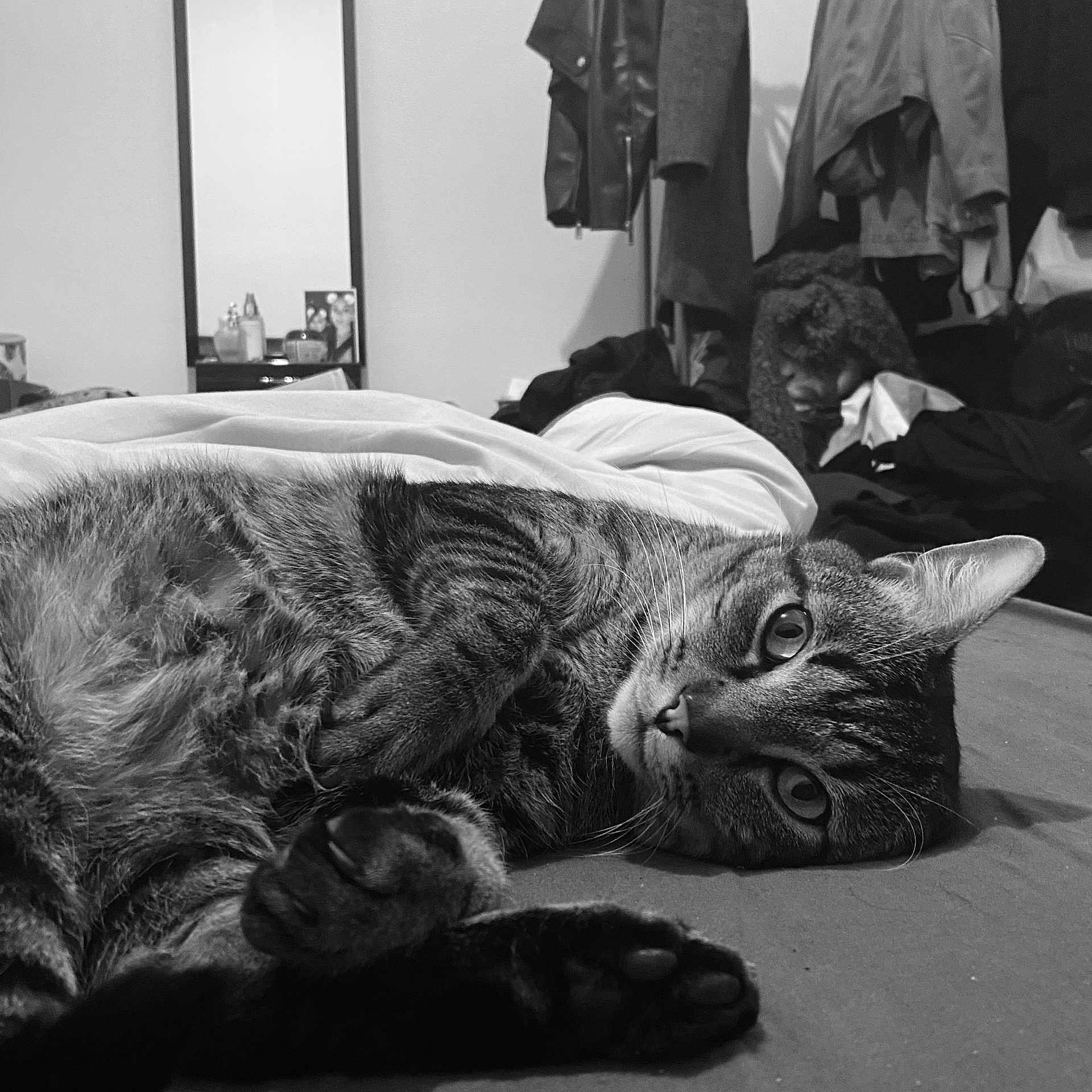 Simba participe au concours pour gagner de l'argent avec cette photo : cat, tabby, pet, indoor, bed, fur, whiskers, eyes, relaxed, lying_down, clothes, mirror, reflection, room, cozy, black_and_white, furniture, domestic, portrait, curious