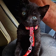 Windows participe au concours pour gagner de l'argent avec cette photo : black_kitten, cat, pet, animal, collar, leash, car_seat, human_arm, indoor, close_up, cute, young, fur, green_eyes, sitting, domestic_animal, pink_collar, red_leash, vehicle_interior, curious