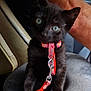 black_kitten, cat, pet, animal, collar, leash, car_seat, human_arm, indoor, close_up, cute, young, fur, green_eyes, sitting, domestic_animal, pink_collar, red_leash, vehicle_interior, curious