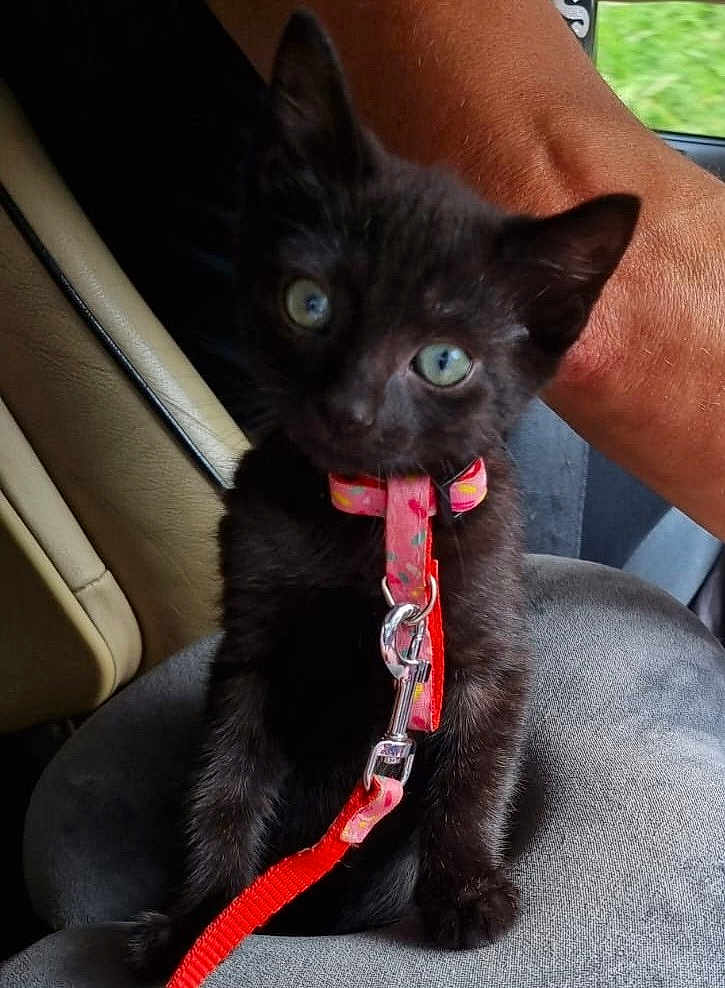 Windows participe au concours pour gagner de l'argent avec cette photo : black_kitten, cat, pet, animal, collar, leash, car_seat, human_arm, indoor, close_up, cute, young, fur, green_eyes, sitting, domestic_animal, pink_collar, red_leash, vehicle_interior, curious