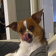 Uda participe au concours pour gagner de l'argent avec cette photo : dog, canine, pet, indoor, couch, pillow, relaxing, brown_and_white, tongue_out, ears_up, furniture, home, domestic_animal, resting, cute, animal, companion, living_room, cozy, closeup