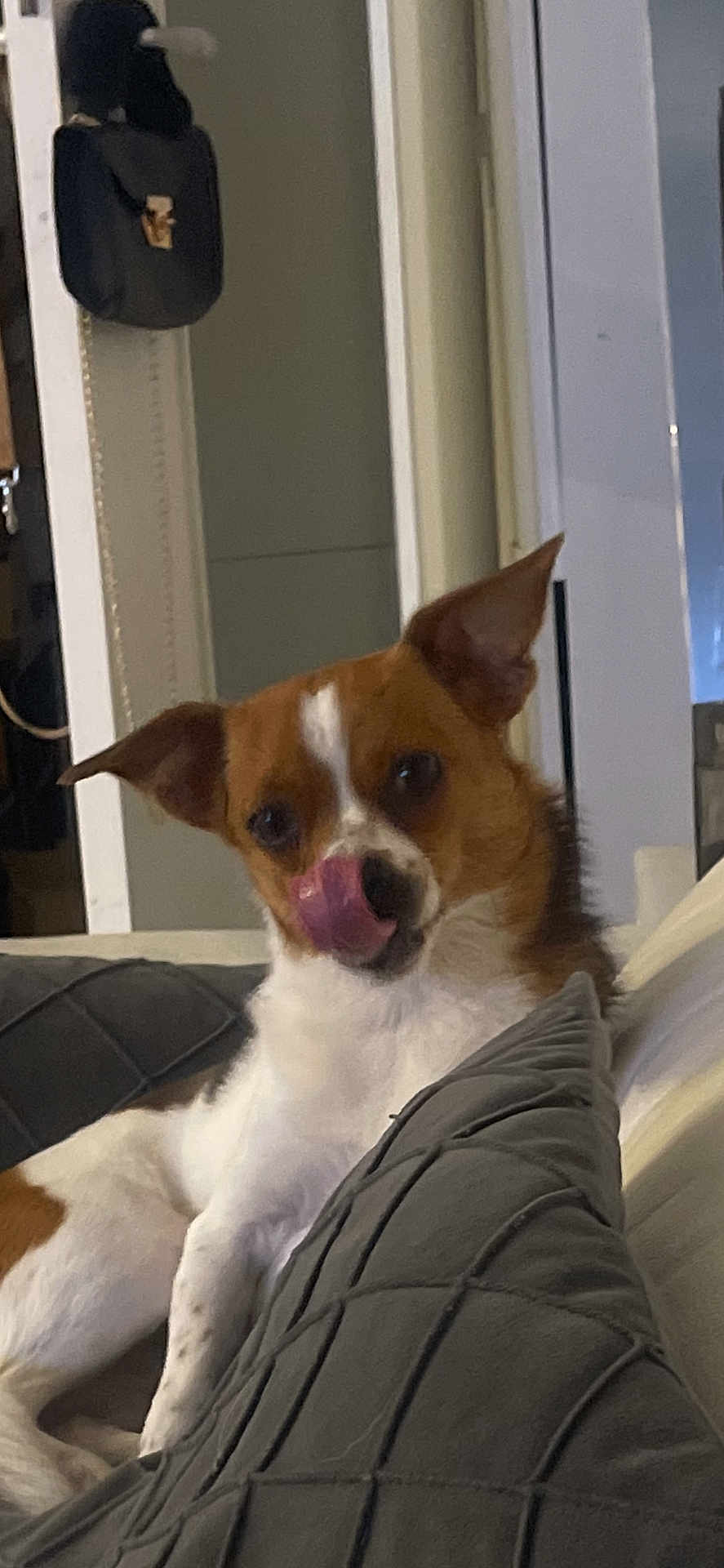 Uda participe au concours pour gagner de l'argent avec cette photo : dog, canine, pet, indoor, couch, pillow, relaxing, brown_and_white, tongue_out, ears_up, furniture, home, domestic_animal, resting, cute, animal, companion, living_room, cozy, closeup