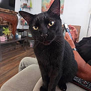 Pantro is registered to the contest to win money with this photo: black_cat, cat, pet, animal, portrait, sitting, indoors, living_room, couch, furniture, whiskers, ears, eyes, fur, black_fur, remote_control, home, wall_art, plant, close_up