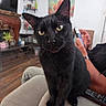 black_cat, cat, pet, animal, portrait, sitting, indoors, living_room, couch, furniture, whiskers, ears, eyes, fur, black_fur, remote_control, home, wall_art, plant, close_up