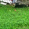 Pantro is registered to the contest to win money with this photo: black_cat, cat, animal, grass, outdoor, garden, memorial, gravestone, sign, vegetation, lawn, nature, lying_down, side_view, alert, greenery, stone, yard, smartphone_screenshot, daylight