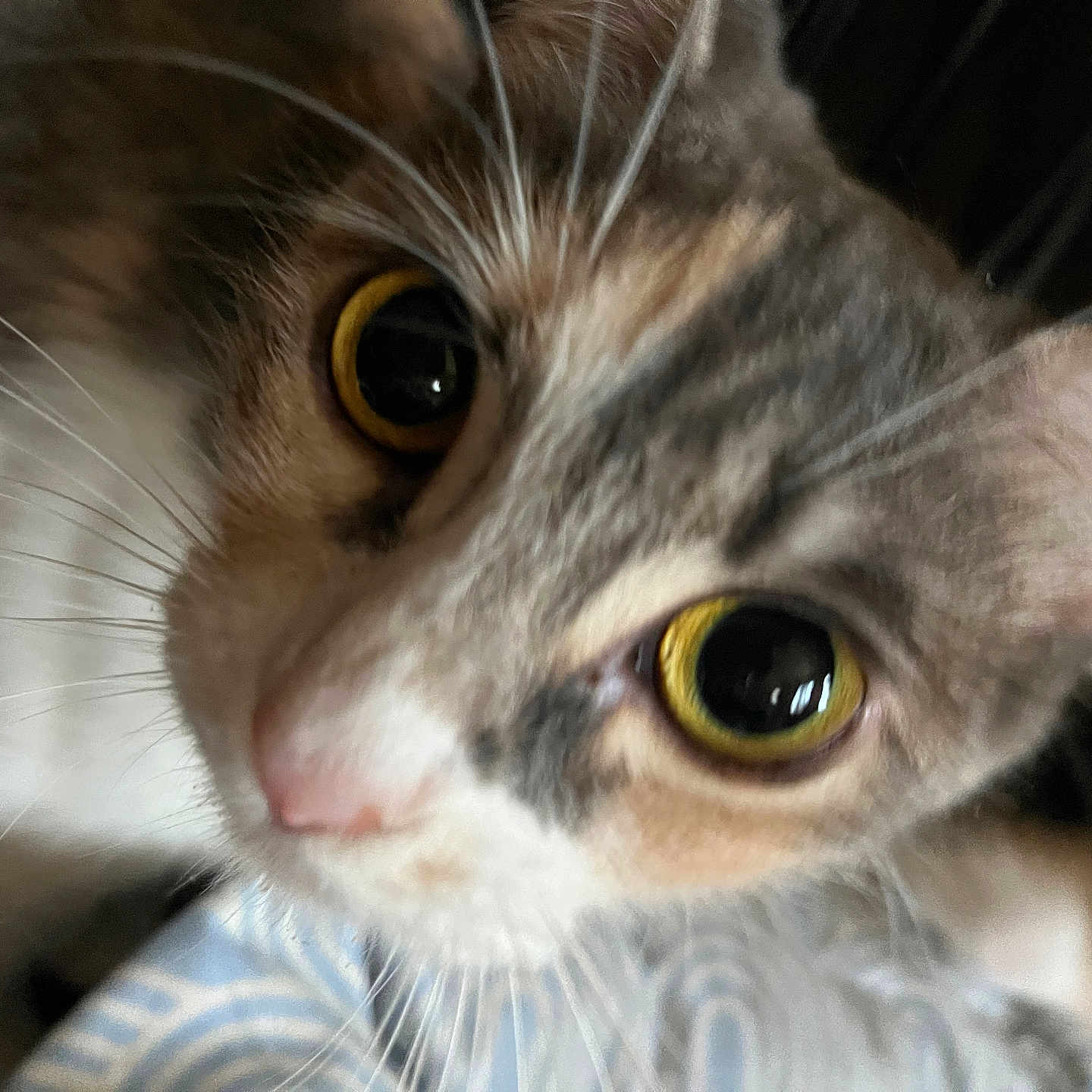 Chachamaru is registered to the contest to win money with this photo: animal, blurred, cat, close_up, curious, cute, domestic_cat, ears, face, feline, fur, indoor, looking_at_camera, pet, pink_nose, portrait, soft_focus, tabby, whiskers, yellow_eyes