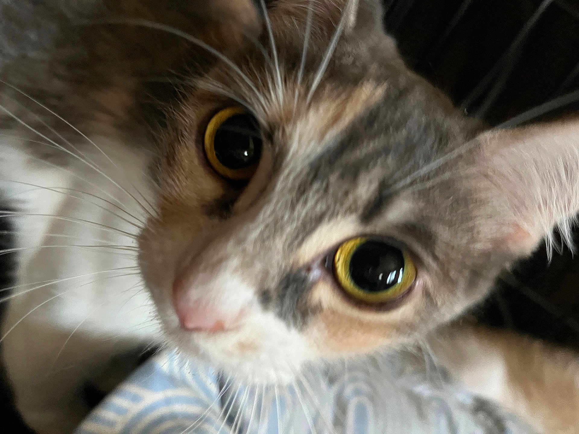 Chachamaru is registered to the contest to win money with this photo: cat, close_up, yellow_eyes, whiskers, curious, pink_nose, feline, pet, animal, face, fur, ears, indoor, blurred, portrait, cute, domestic_cat, looking_at_camera, tabby, soft_focus