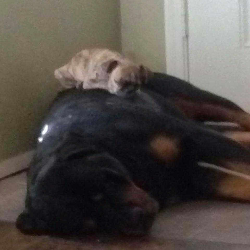 Caesar