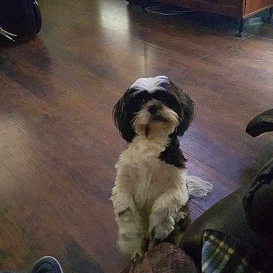 Jax