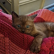 Sam joined the competition — help win amazing prizes! kitten, cat, animal, pet, feline, wide_eyes, cozy, blanket, knit, pink, cute, fur, paw, indoor, domestic, resting, closeup, curious, soft, texture