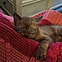 kitten, cat, animal, pet, feline, wide_eyes, cozy, blanket, knit, pink, cute, fur, paw, indoor, domestic, resting, closeup, curious, soft, texture