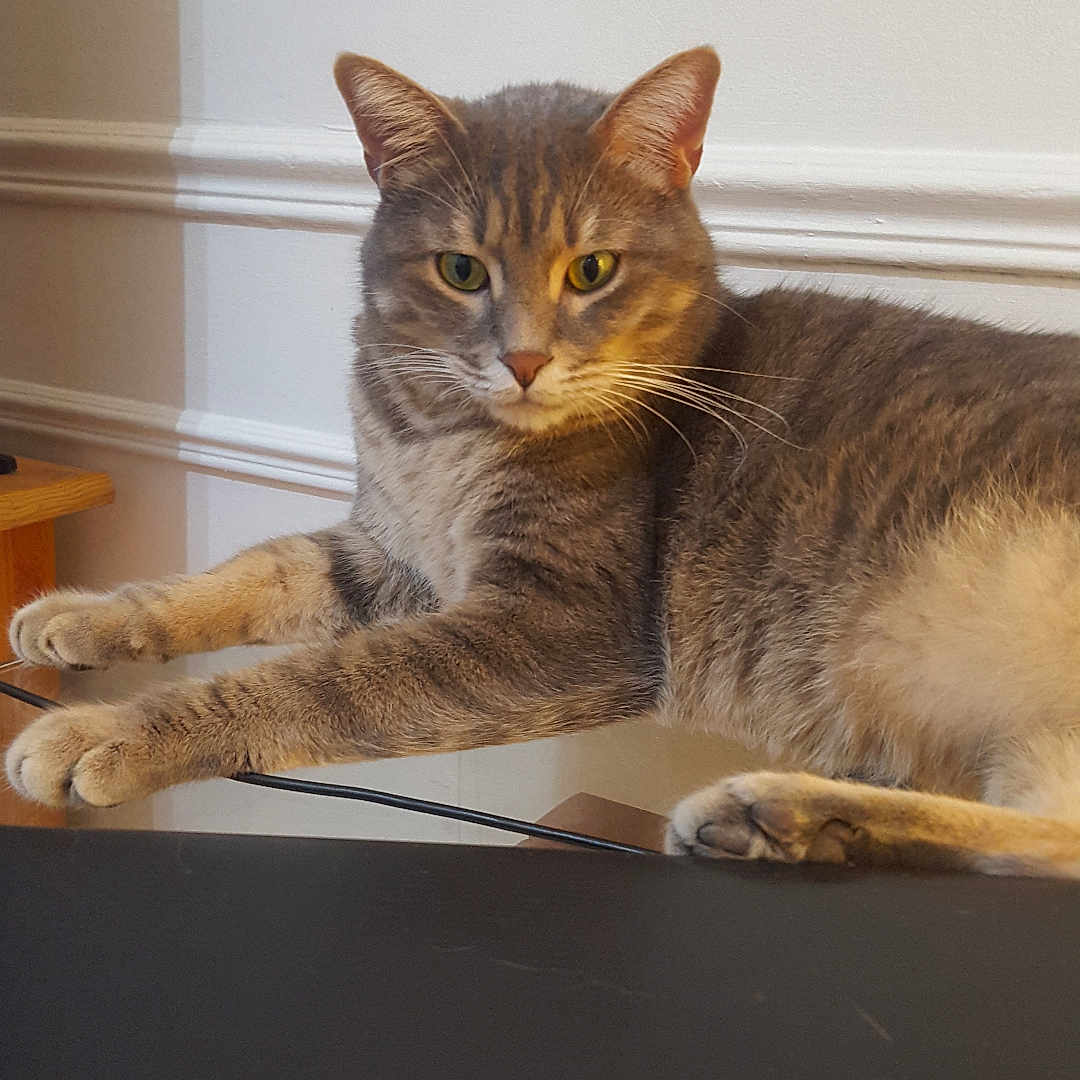 Sax a rejoint le concours — aidez-le/la à gagner de superbes lots ! cat, gray_tabby, indoor, relaxed, lounging, paws, feline, pet, animal, whiskers, ears, fur, muzzle, table, wall, molding, domestic_cat, resting, looking, calm