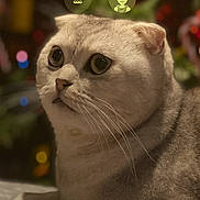 Socrate a rejoint le concours — aidez-le/la à gagner de superbes lots ! cat, scottish_fold, pet, animal, portrait, close_up, wide_eyes, folded_ears, gray_fur, whiskers, indoor, cozy, blanket, bokeh, festive_lights, lock_screen, smartphone, notification, photography, cute