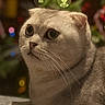 cat, scottish_fold, pet, animal, portrait, close_up, wide_eyes, folded_ears, gray_fur, whiskers, indoor, cozy, blanket, bokeh, festive_lights, lock_screen, smartphone, notification, photography, cute
