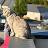 Socrate a rejoint le concours — aidez-le/la à gagner de superbes lots ! cat, gray_cat, scottish_fold, feline, animal, pet, sitting, rooftop, ledge, outdoor, suburban, houses, greenery, sunlight, portrait, closeup, shallow_depth_of_field, bokeh, alert, whiskers