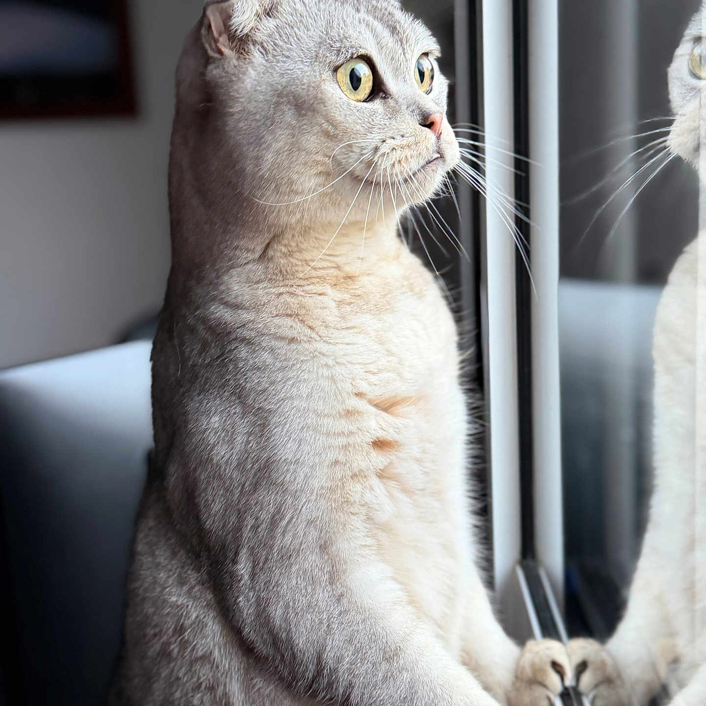 Socrate participe au concours pour gagner de l'argent avec cette photo : cat, scottish_fold, cream_fur, folded_ears, golden_eyes, whiskers, reflection, mirror, indoors, window, sunlight, sitting, standing, portrait, close_up, pet, feline, fur, curious, symmetry