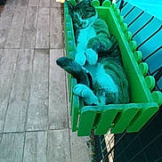 Olympe participe au concours pour gagner de l'argent avec cette photo : cat, sleeping, planter_box, green, outdoor, fence, tile_floor, pet, animal, resting, sunlight, cozy, cute, fur, whiskers, paw, tail, relaxing, daytime, shadows