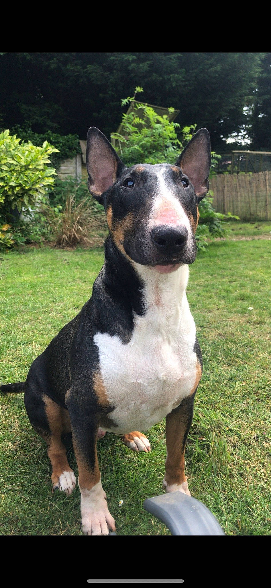 Rodney joined the competition — help win amazing prizes! bull_terrier, bull_terrier_miniature, canidae, carnivore, collar, companion_dog, dog, dog_breed, dog_collar, fawn, fence, formal_wear, grass, plant, snout, sporting_group, terrestrial_animal, tree, whiskers, working_animal