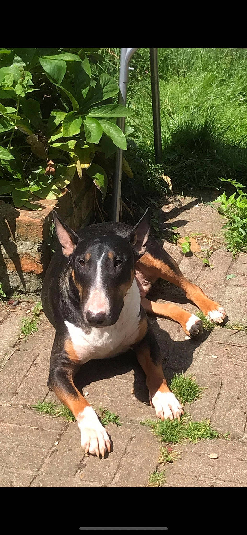 Rodney joined the competition — help win amazing prizes! canidae, carnivore, companion_dog, dog, dog_breed, fawn, grass, guard_dog, hunting_dog, paw, plant, scent_hound, snout, soil, sporting_group, tail, terrestrial_animal, whiskers, working_animal, working_dog