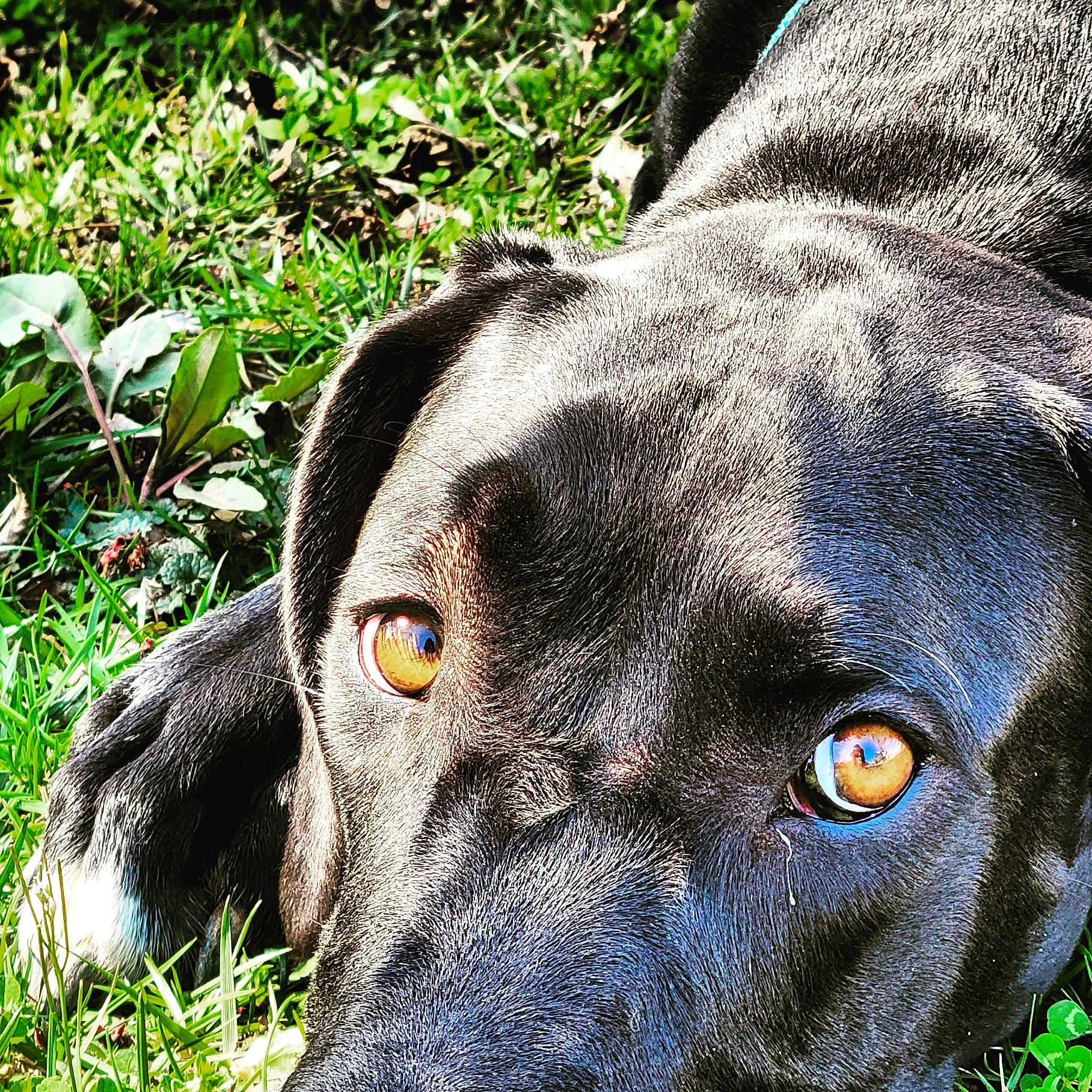 Rem joined the competition — help win amazing prizes! art, borador, canidae, carnivore, close_up, companion_dog, dog, dog_breed, fawn, grass, groundcover, guard_dog, gun_dog, plant, snout, sporting_group, street_dog, terrestrial_animal, whiskers, working_animal