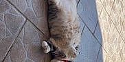 Ruby a rejoint le concours — aidez-le/la à gagner de superbes lots ! cat, tabby, pet, collar, lying_down, flooring, tile, shadow, sunlight, relaxed, curious, outdoor, animal, fur, whiskers, paws, resting, domestic, cute, mammal