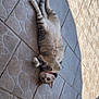 cat, tabby, pet, collar, lying_down, flooring, tile, shadow, sunlight, relaxed, curious, outdoor, animal, fur, whiskers, paws, resting, domestic, cute, mammal