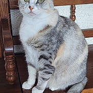Ruby participe au concours pour gagner de l'argent avec cette photo : alert, animal, cat, cute, domestic, ears, feline, fur, furniture, indoor, pet, portrait, sitting, striped, tail, texture, whiskers, white_paws, wood, wooden_chair