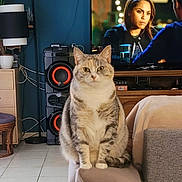 Ruby a rejoint le concours — aidez-le/la à gagner de superbes lots ! cat, feline, pet, indoor, living_room, couch, furniture, television, speaker, lamp, plant, wooden_furniture, tile_floor, curious, sitting, domestic_animal, home_interior, gray_cat, white_paws, tabby