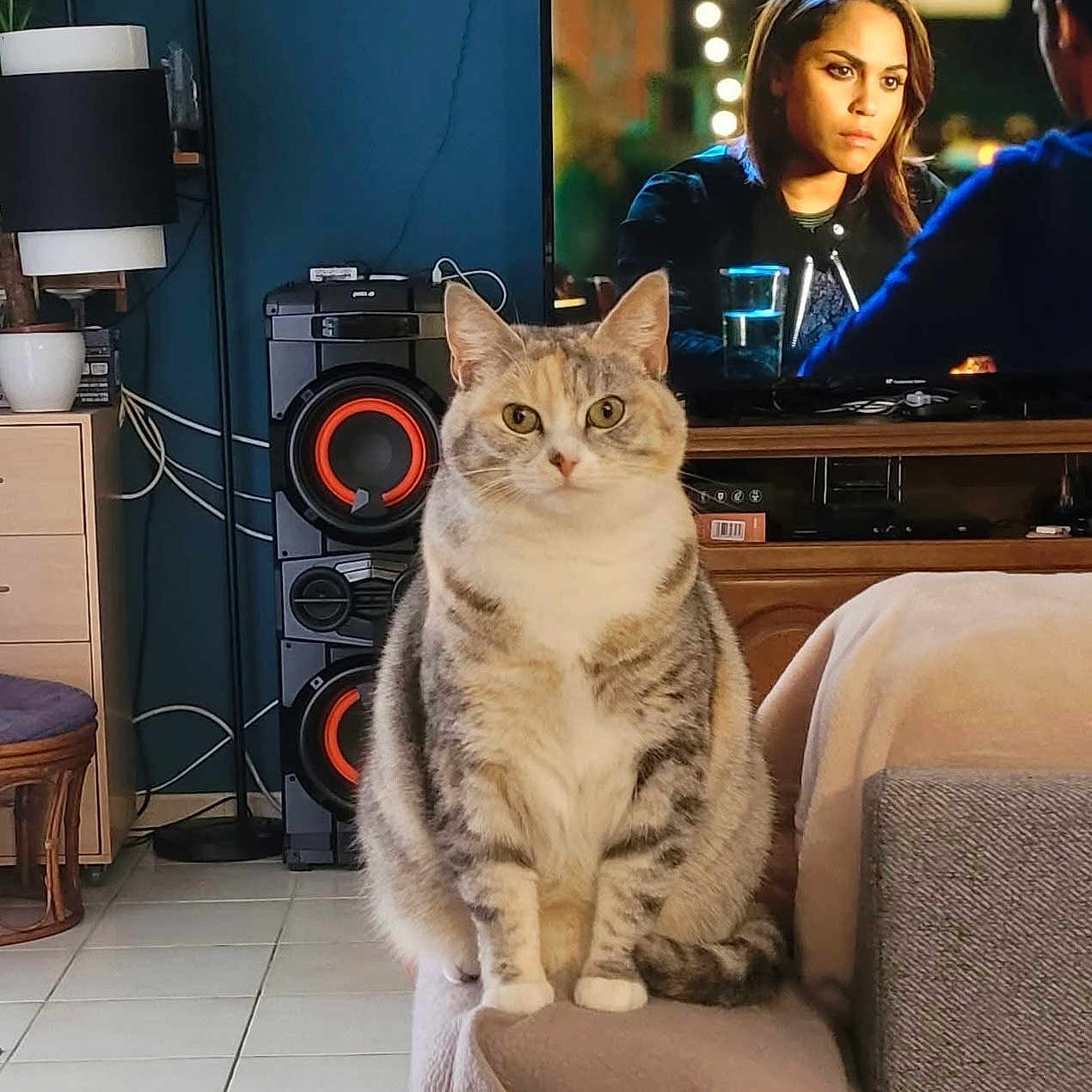 Ruby a rejoint le concours — aidez-le/la à gagner de superbes lots ! cat, couch, curious, domestic_animal, feline, furniture, gray_cat, home_interior, indoor, lamp, living_room, pet, plant, sitting, speaker, tabby, television, tile_floor, white_paws, wooden_furniture