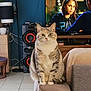 cat, feline, pet, indoor, living_room, couch, furniture, television, speaker, lamp, plant, wooden_furniture, tile_floor, curious, sitting, domestic_animal, home_interior, gray_cat, white_paws, tabby