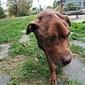 Heliot a rejoint le concours — aidez-le/la à gagner de superbes lots ! dog, brown_dog, large_dog, curious, close_up, nose, eyes, ears, tail, standing, outdoor, grass, park, path, sidewalk, trees, building, modern_architecture, daylight, animal_portrait